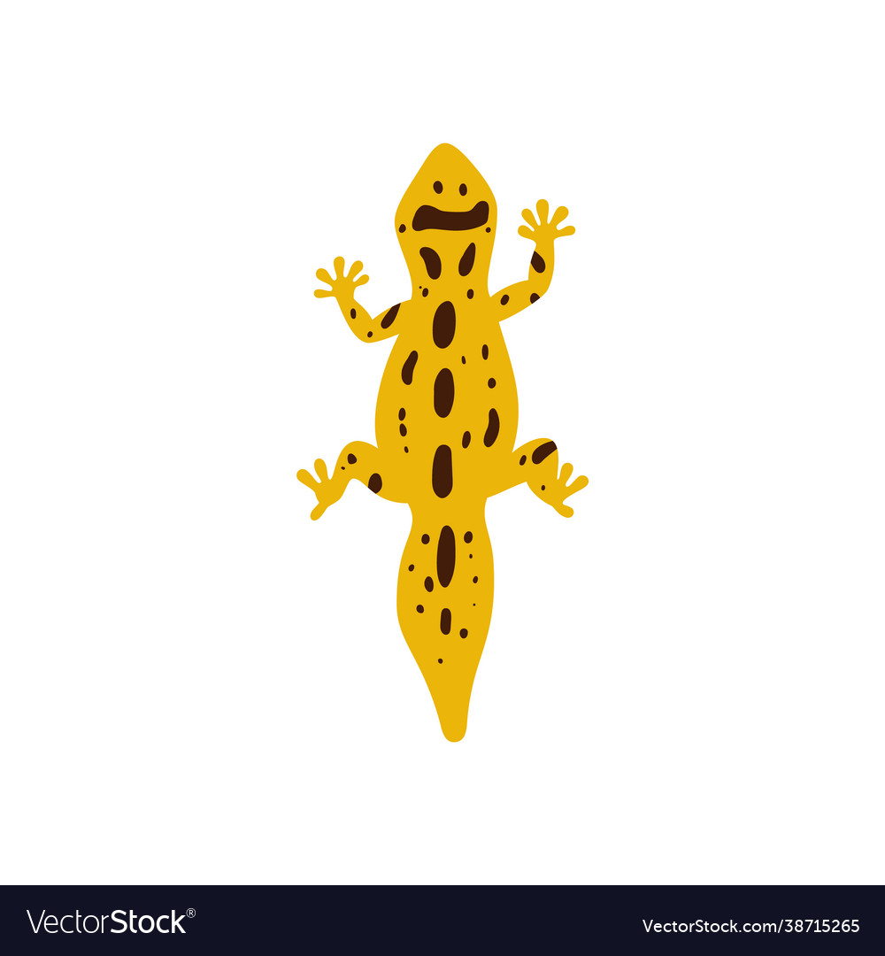 Flat leopard gecko top view