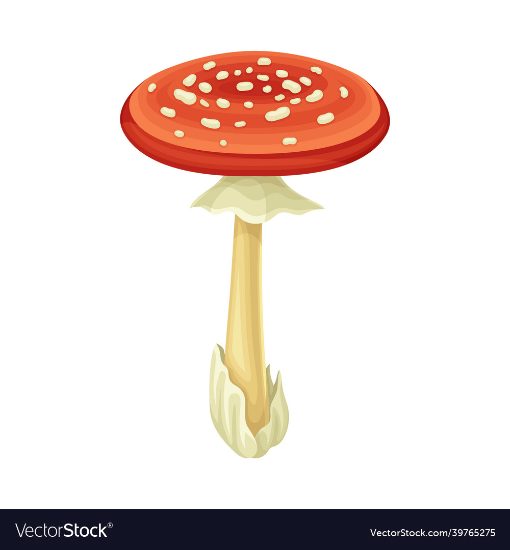 Fly agaric wild forest poisonous mushroom Vector Image