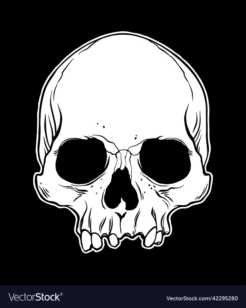Anatomical human skull Royalty Free Vector Image