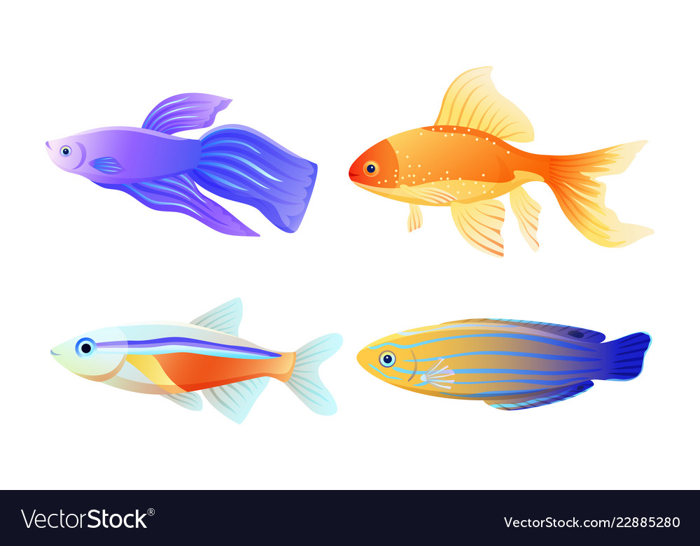 Nautical fish specie color