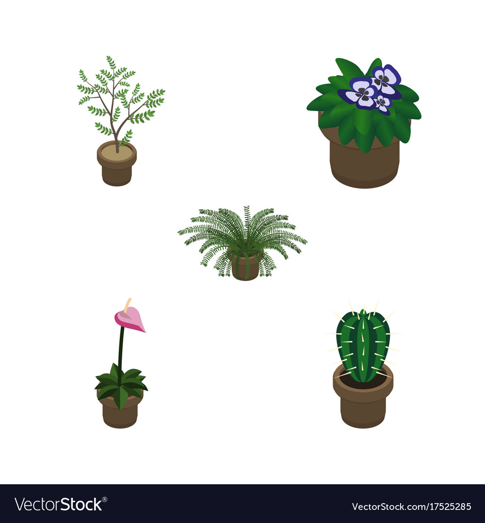 Isometric houseplant set of grower fern plant