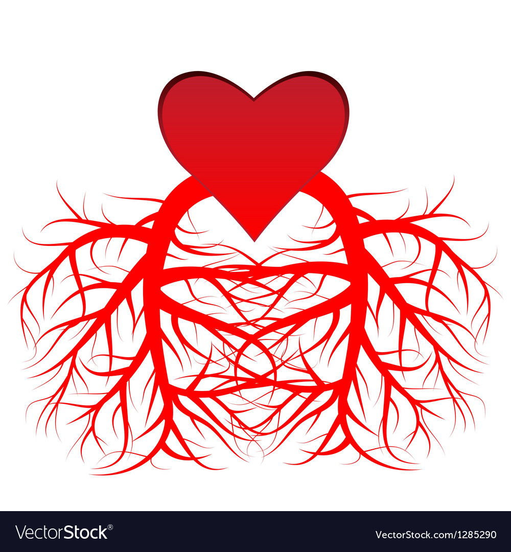 Heart and the veins