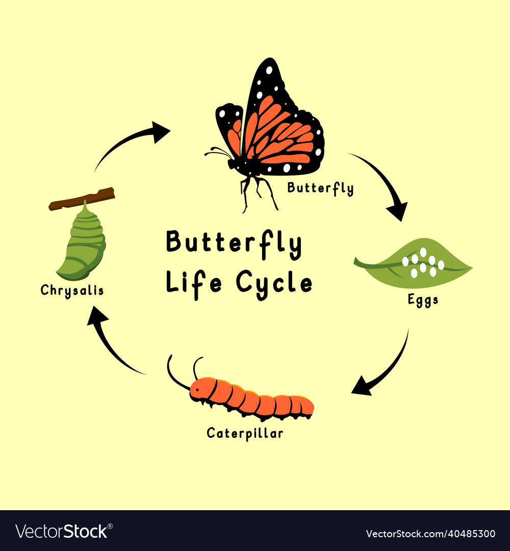 Butterfly life cycle flat design Royalty Free Vector Image