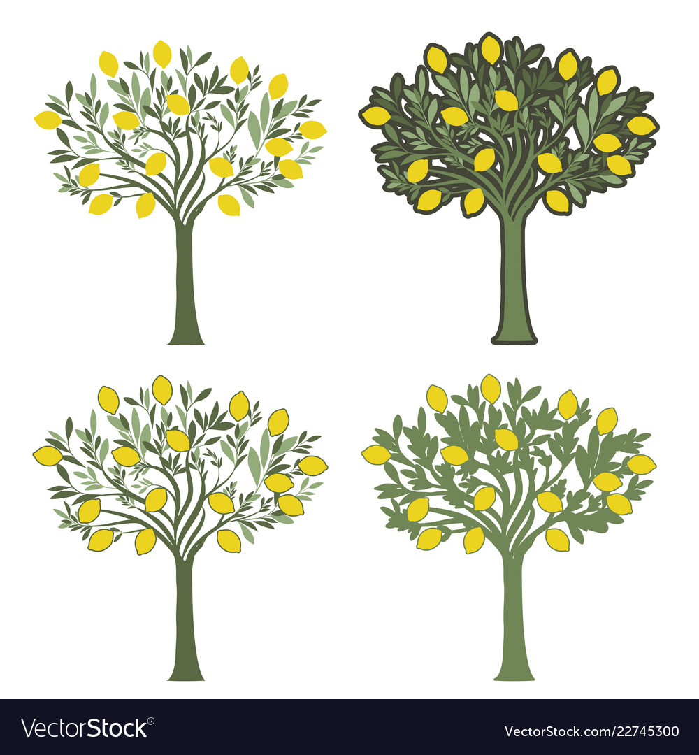Four Lemon Tree Illustrations
