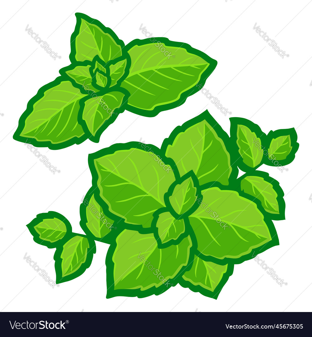 Mint leaves Royalty Free Vector Image VectorStock