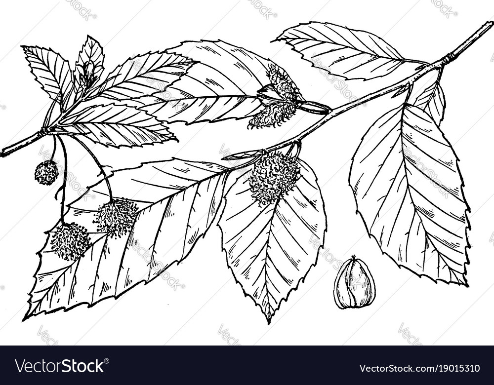 Branch of fagus americana vintage Royalty Free Vector Image