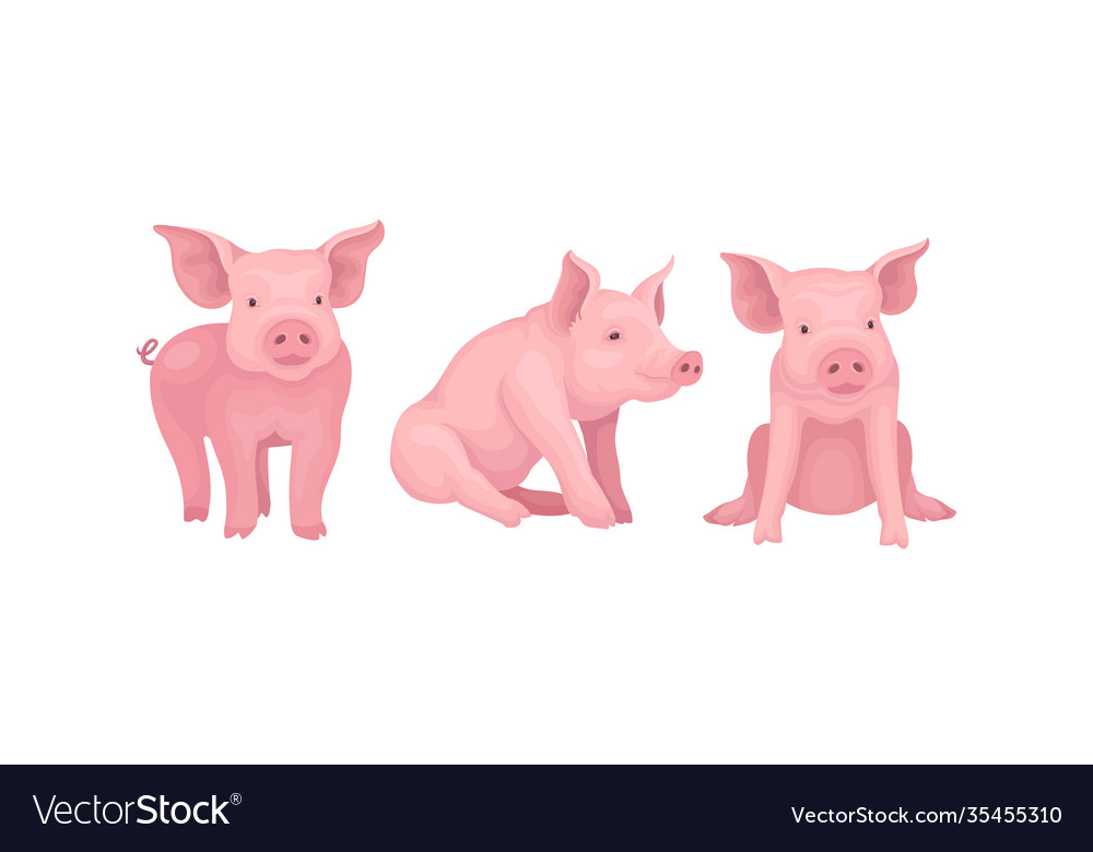 Pink pig as even-toed ungulate domestic animal