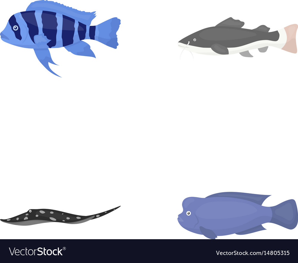 Frontosa cichlid hemioliopterus Royalty Free Vector Image