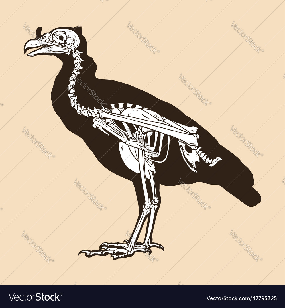 Skeleton Bird Antique Royalty Free Vector Image Skeleton Bird Antique Royalty Free Vector Image