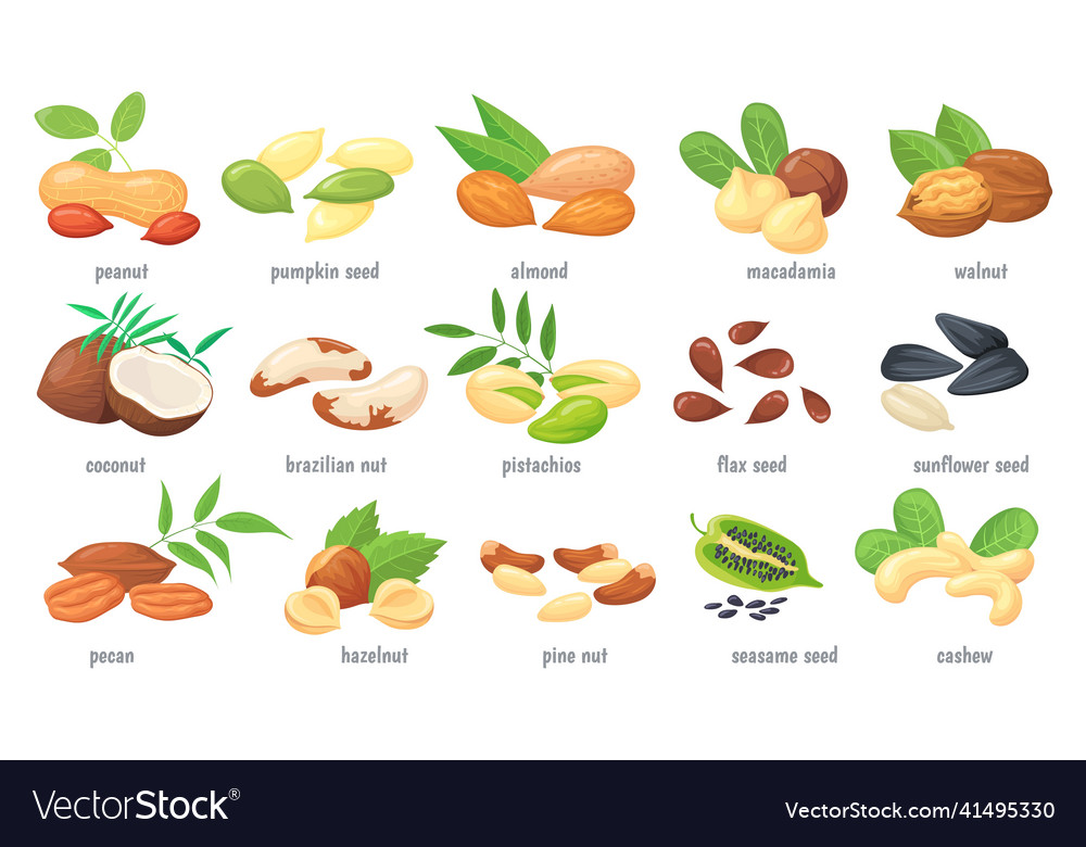 Cartoon nuts and grains nut with shell nutrient