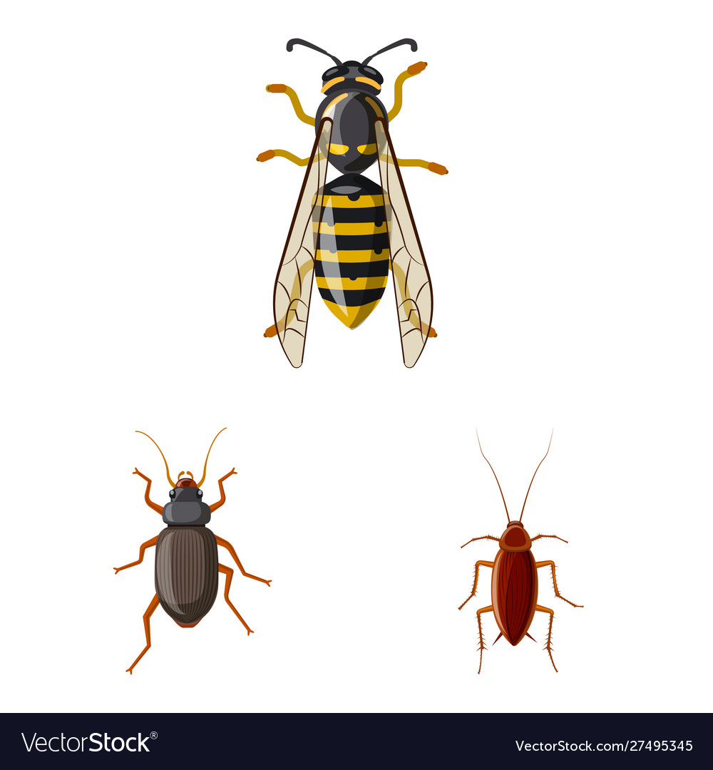 Isolated object insect and fly symbol