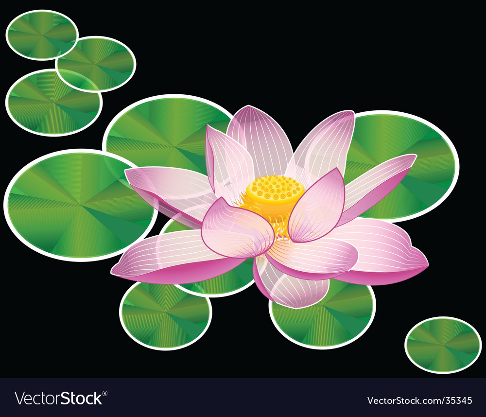 Water lily or lotus flower Royalty Free Vector Image