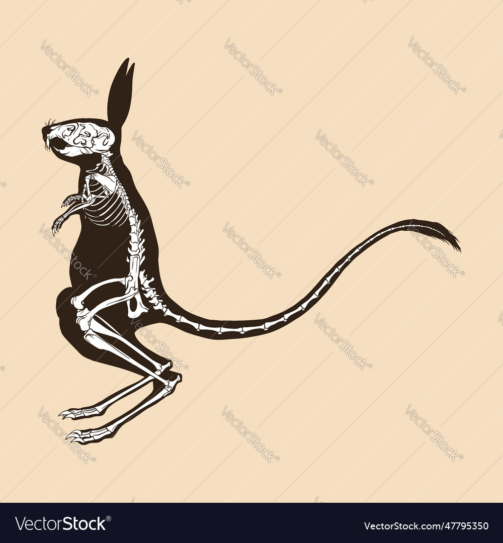 Skeleton größer ägyptischer Jerboa