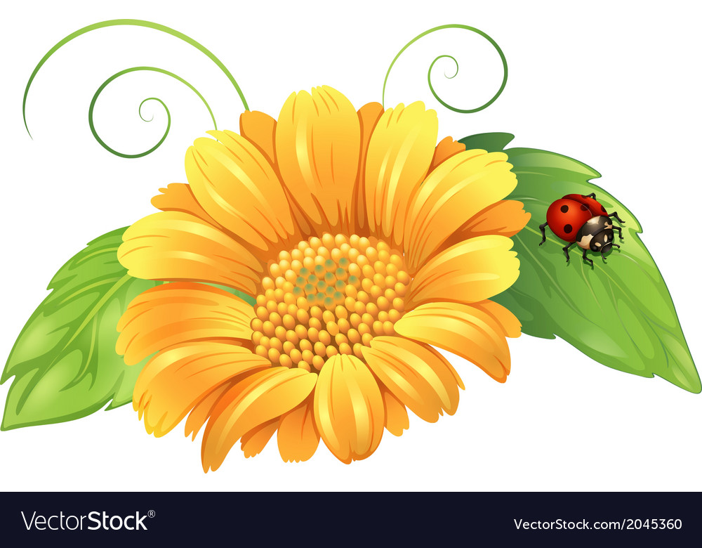 A yellow flower with leaves and bug