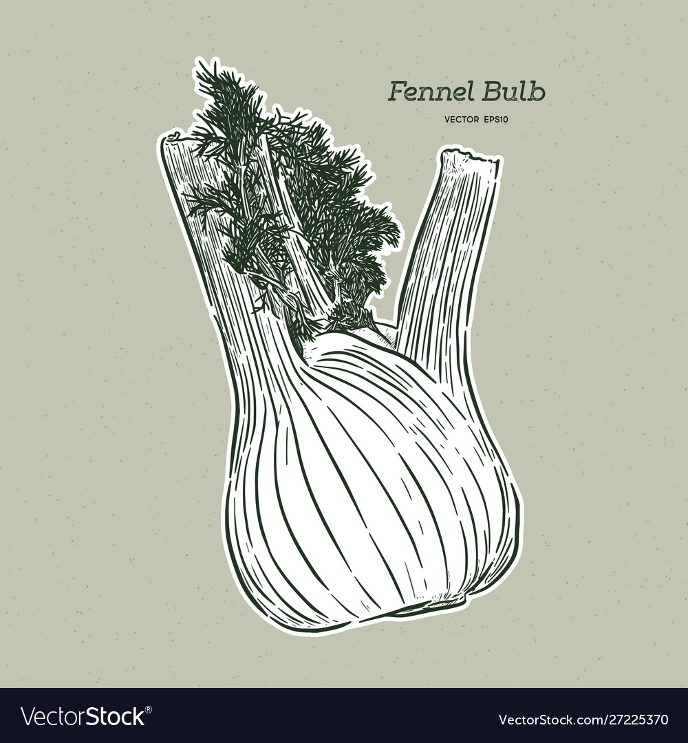 Hand drawn fennel