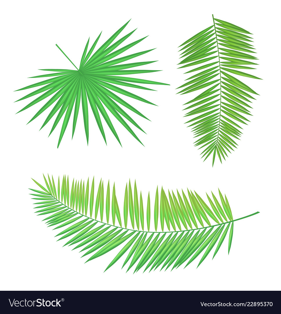 Palm Leaves - Tropical Green Foliage