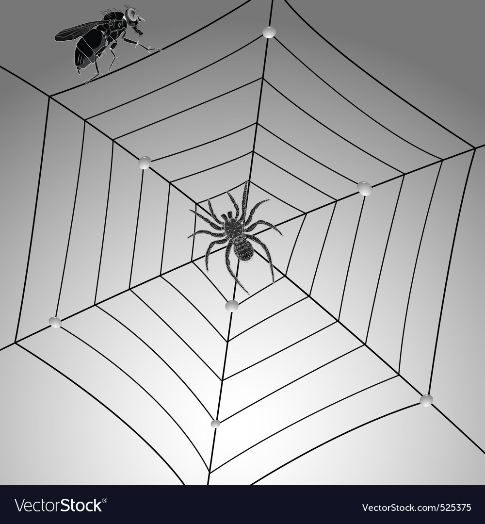 Spider web design Royalty Free Vector Image - VectorStock