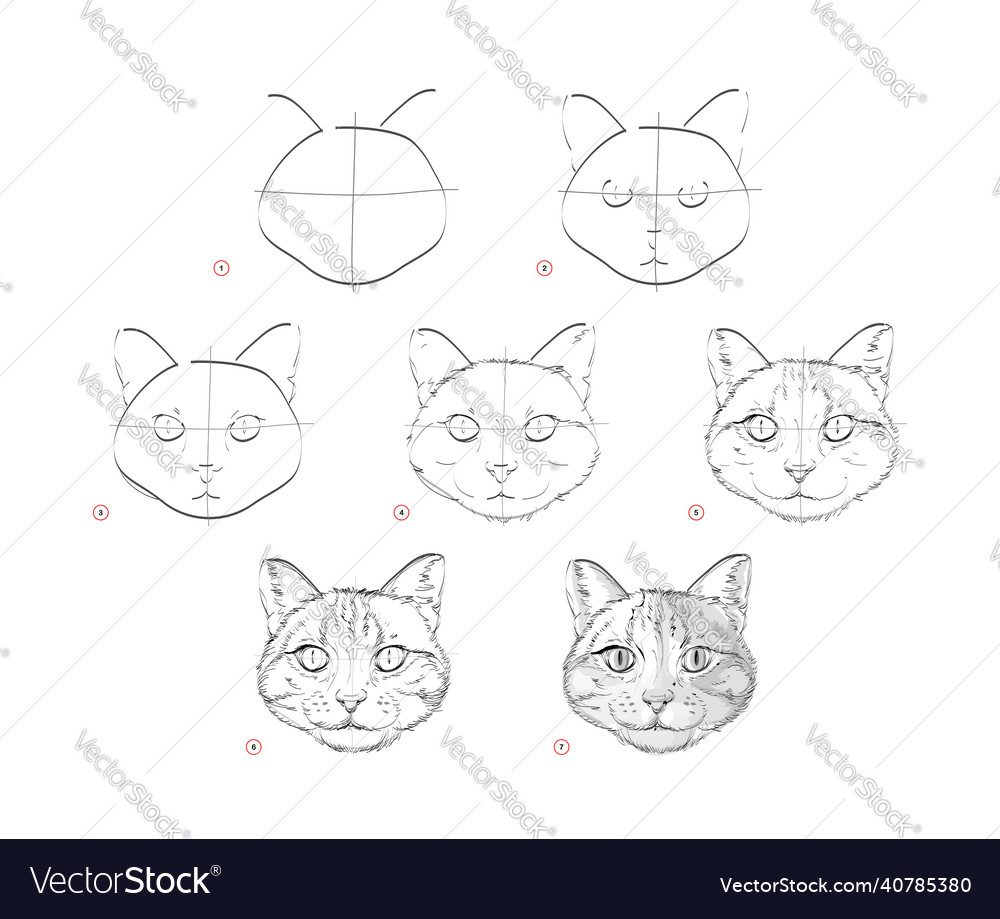 Page shows how to learn draw sketch of cats vector image Page shows how to learn draw sketch of cats