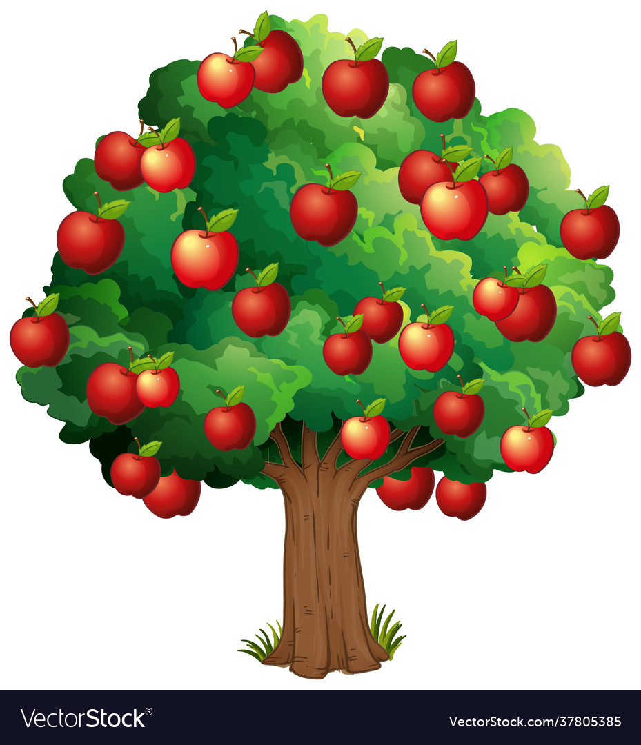 Red apples on a tree isolated on white background Vector Image