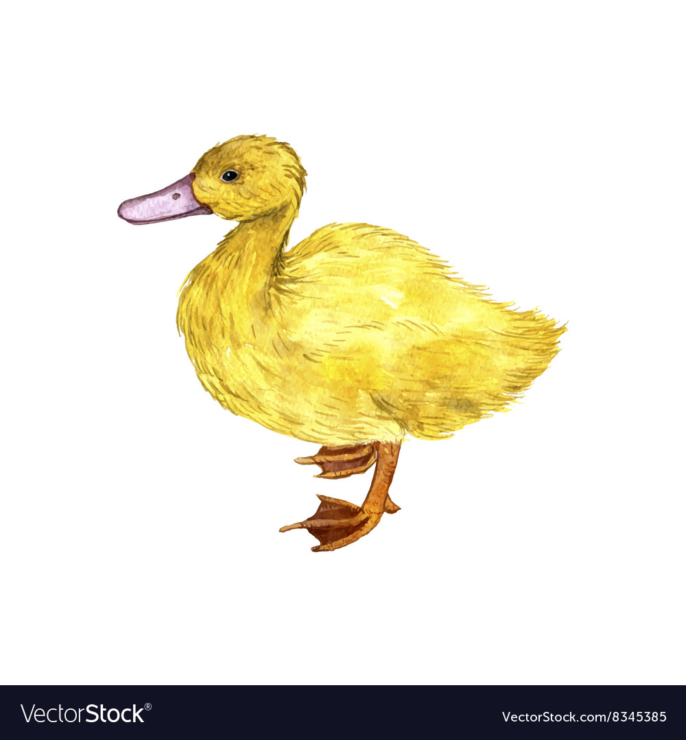 Watercolor Drawing Duckling Royalty Free Vector Image Choose your favorite duckling drawings from millions of available designs. vectorstock