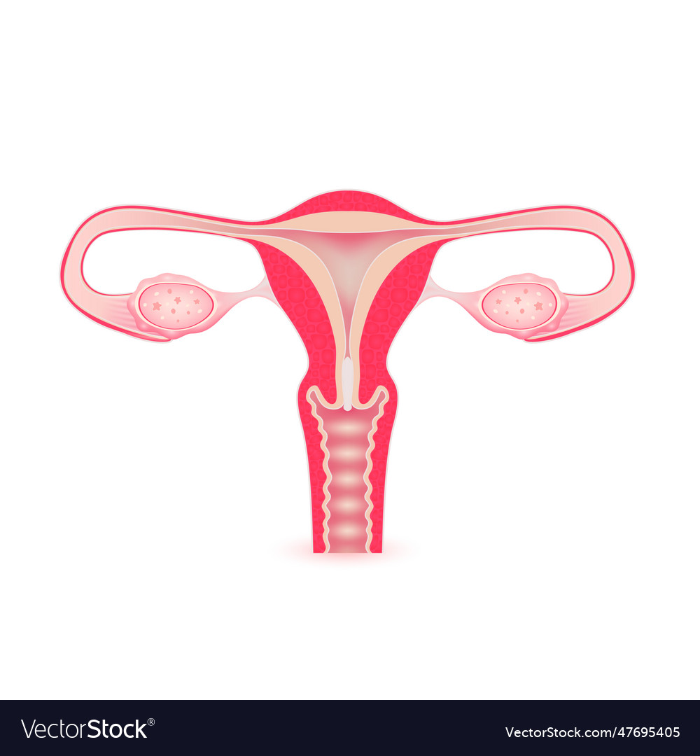 Female uterus anatomy model isolated Royalty Free Vector