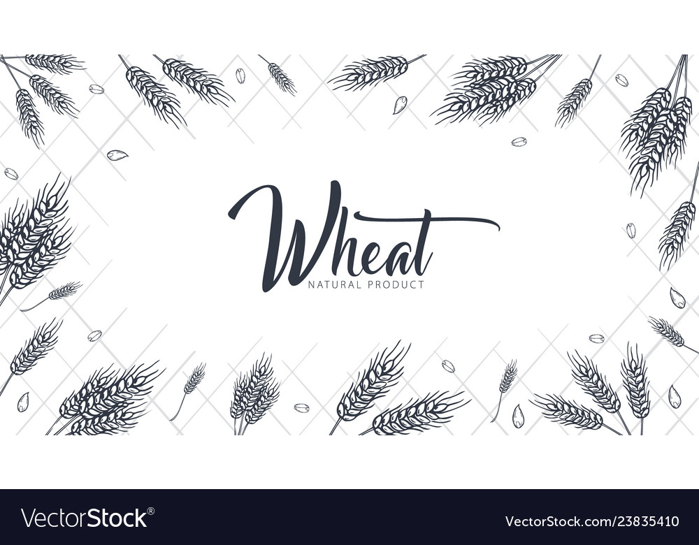 Bakery background with wheats linear graphic vector image Bakery background with wheats linear graphic
