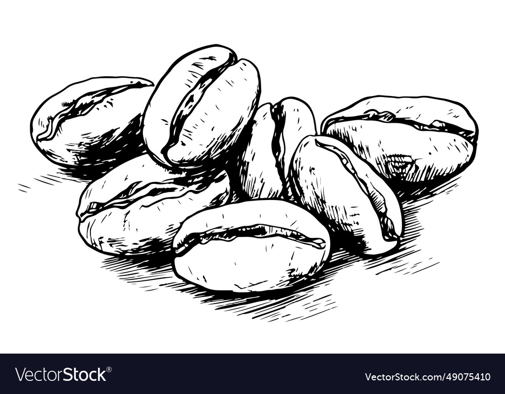 Coffee beans sketch hand drawn in doodle style Vector Image