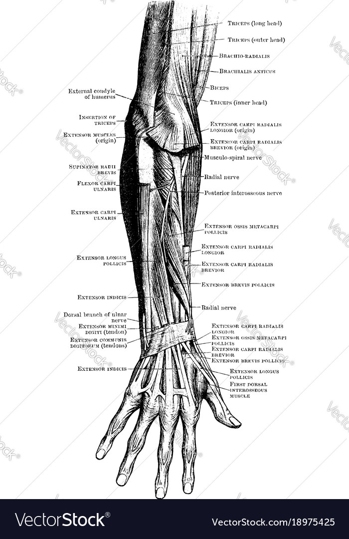 forearm muscles