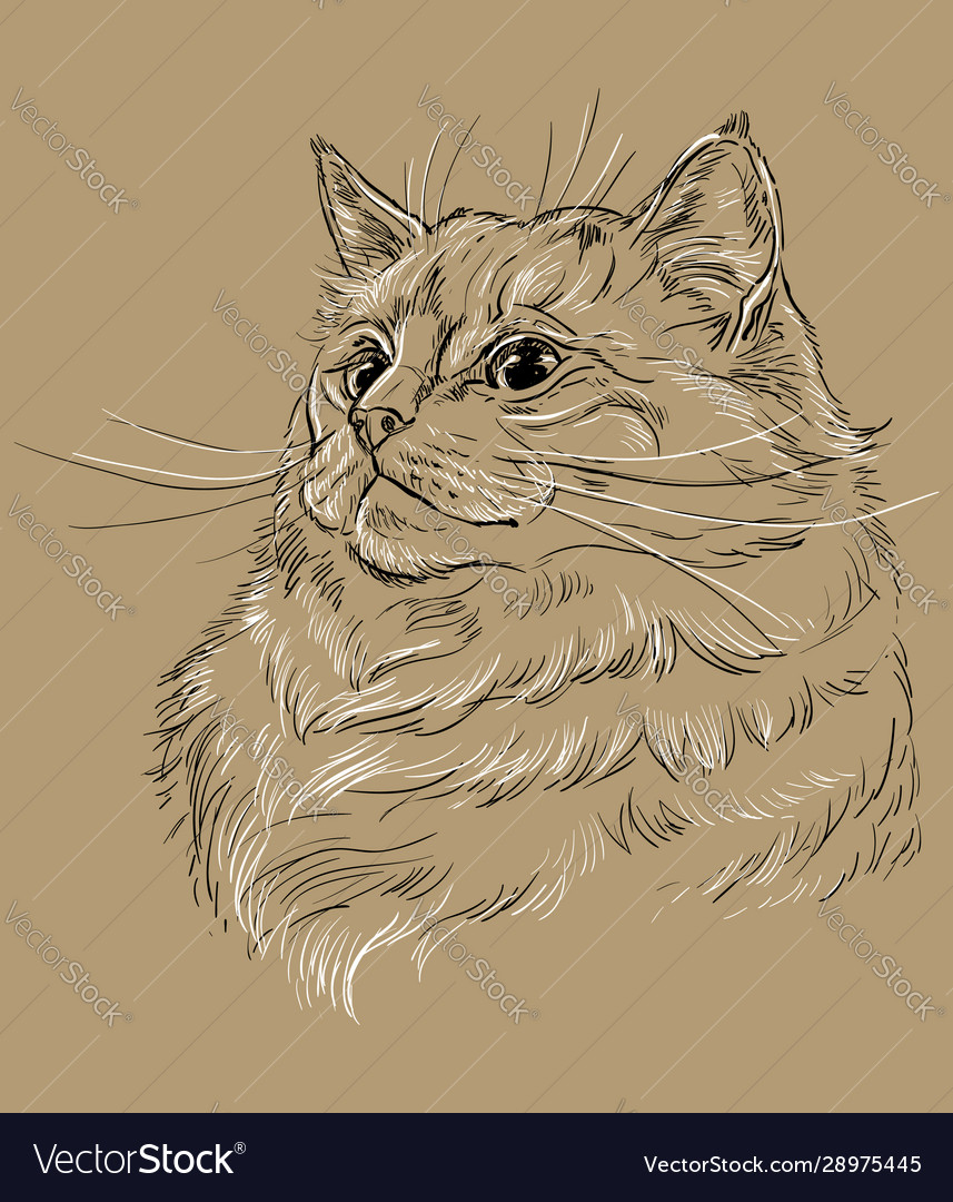 Brown cat portrait 10