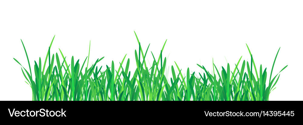 Green grass border Royalty Free Vector Image - VectorStock