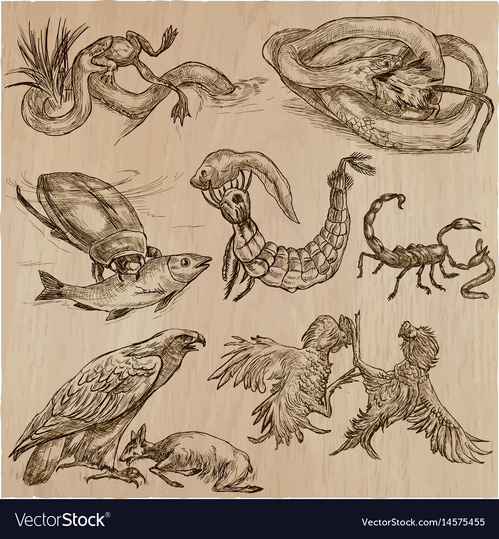 Animals in action predators - an hand drawn