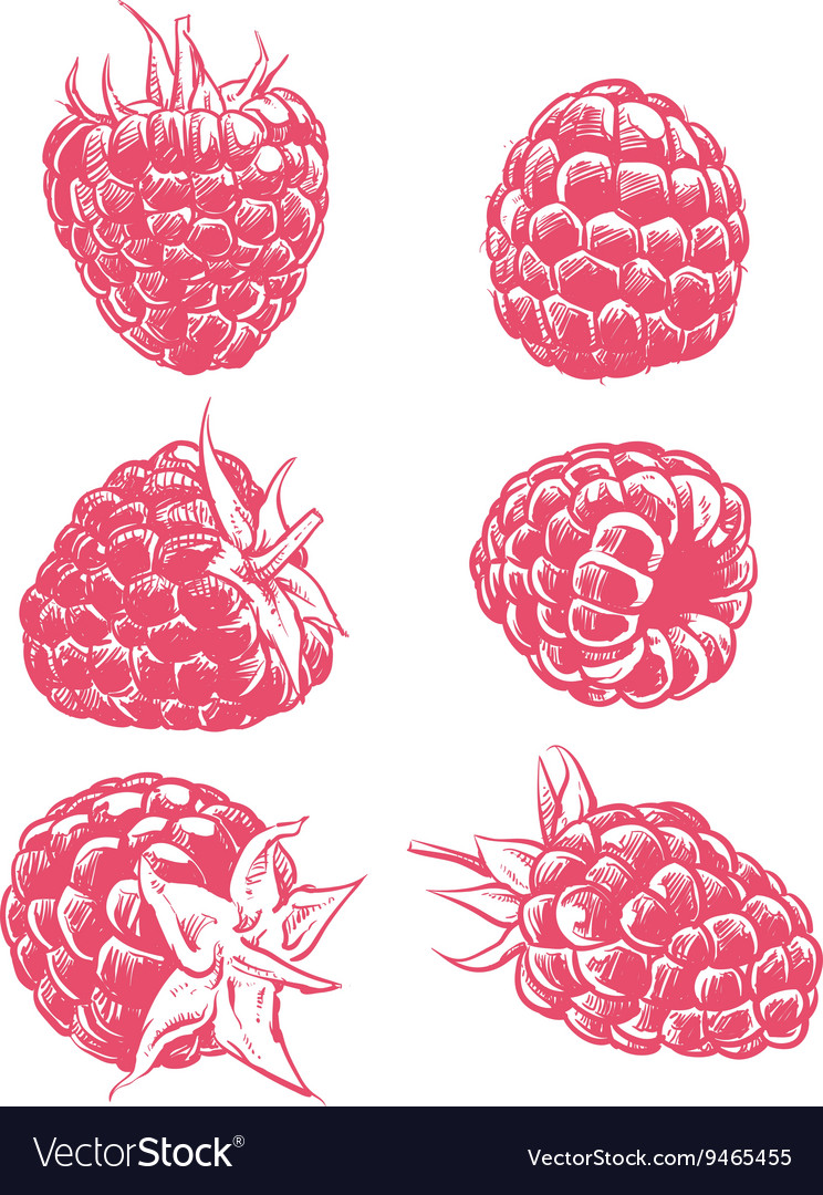Drawing raspberry isolated