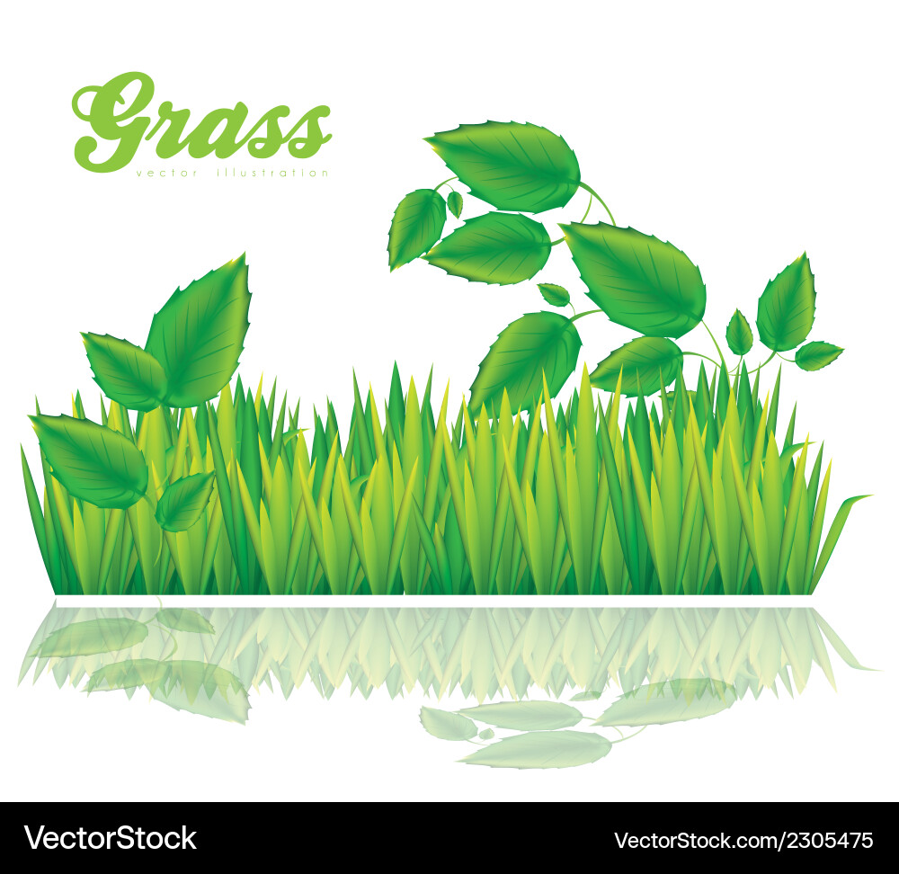 Green grass with leaves isolated on white Vector Image