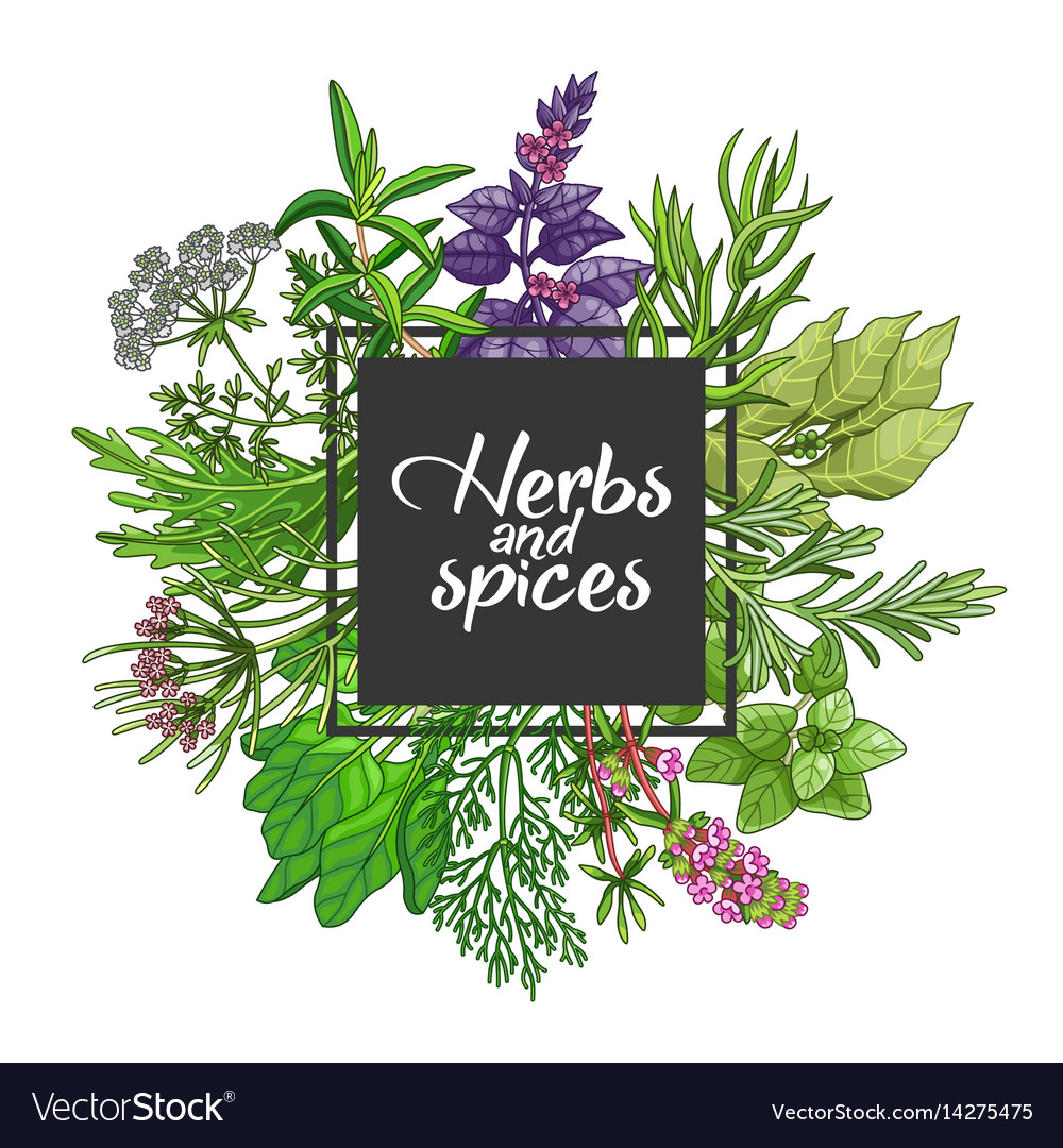 Green square design with spices and herbs Vector Image