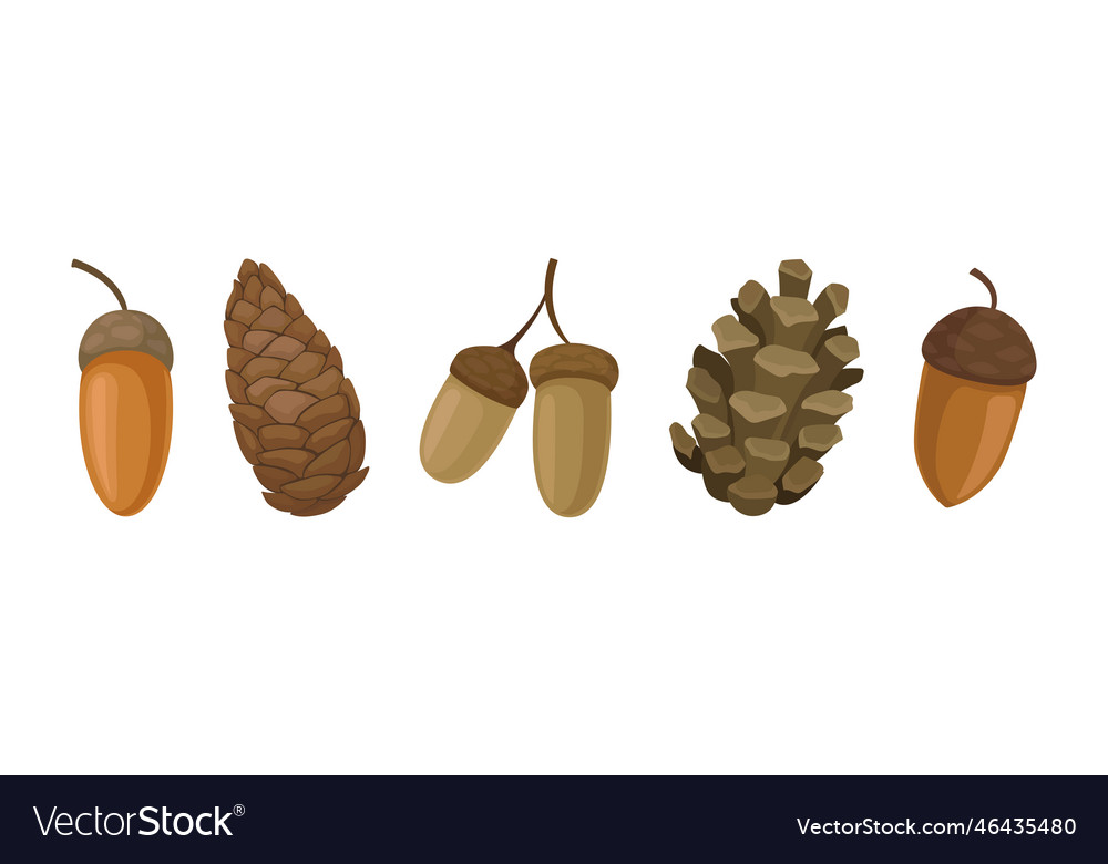 Fir or pine cones and acorns as seed containing