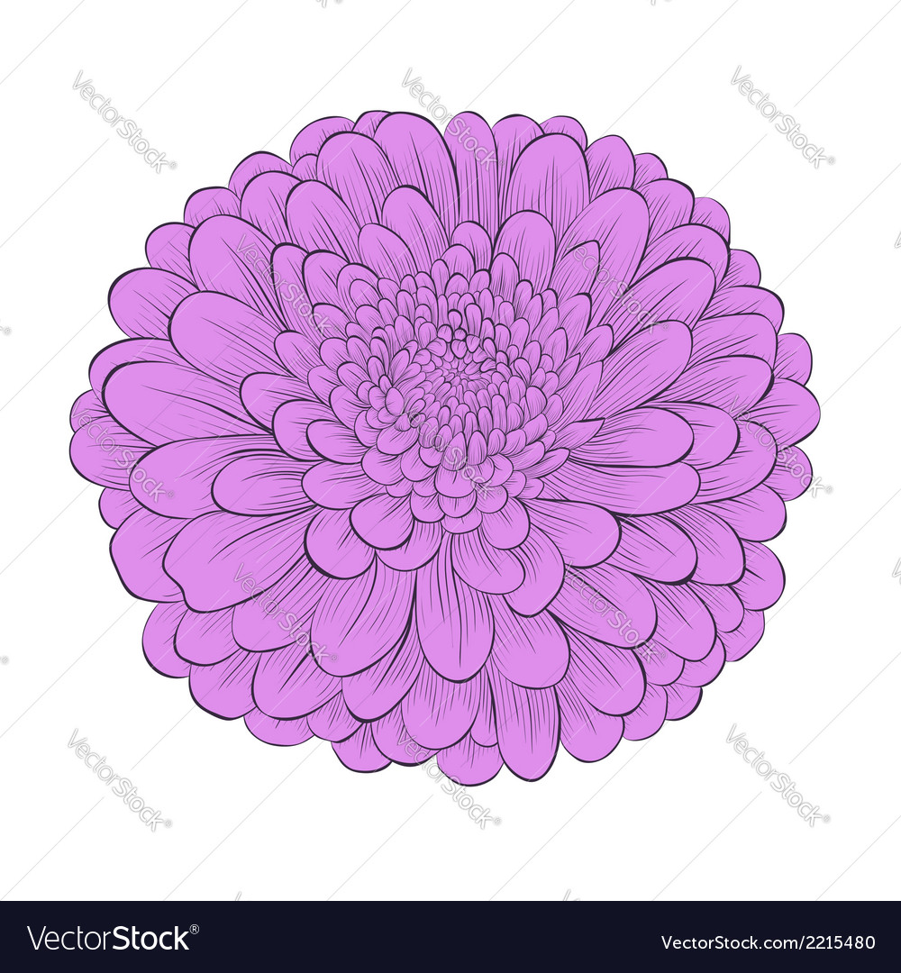 chrysanthemum clipart