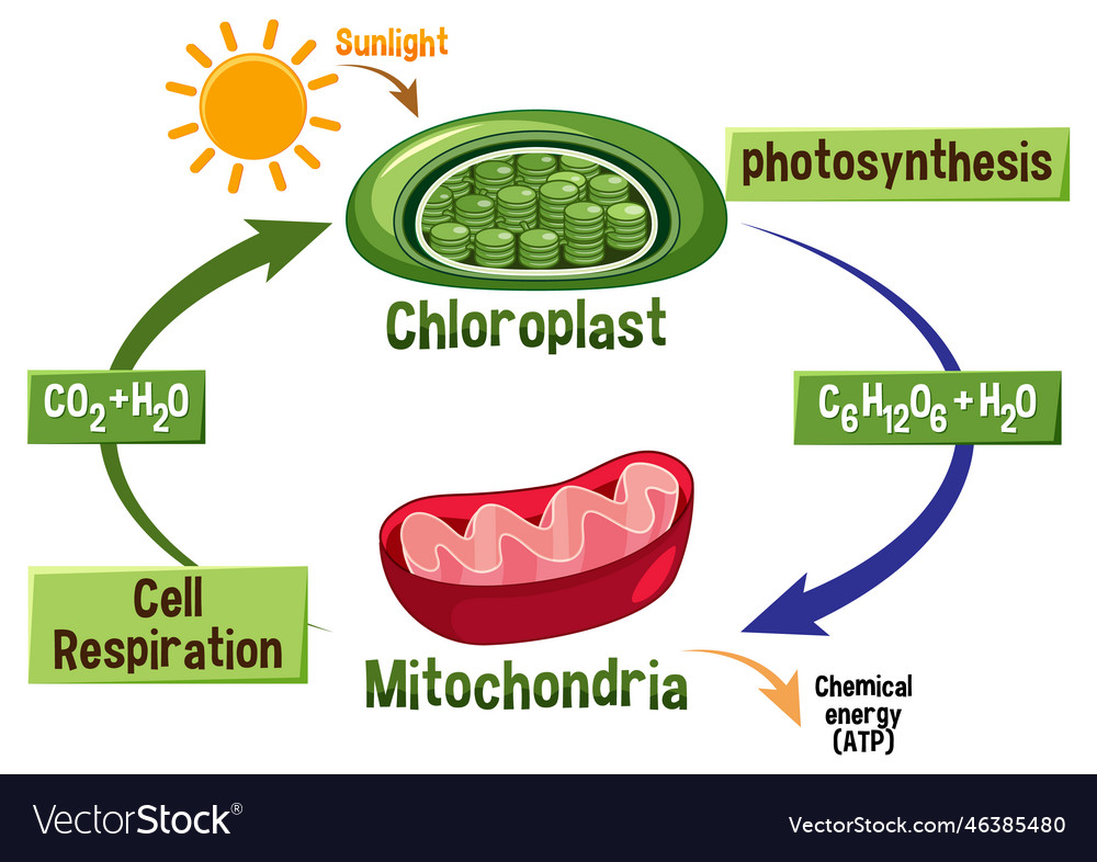 photosynthesis-and-cellular-respiration-diagram-vector-image