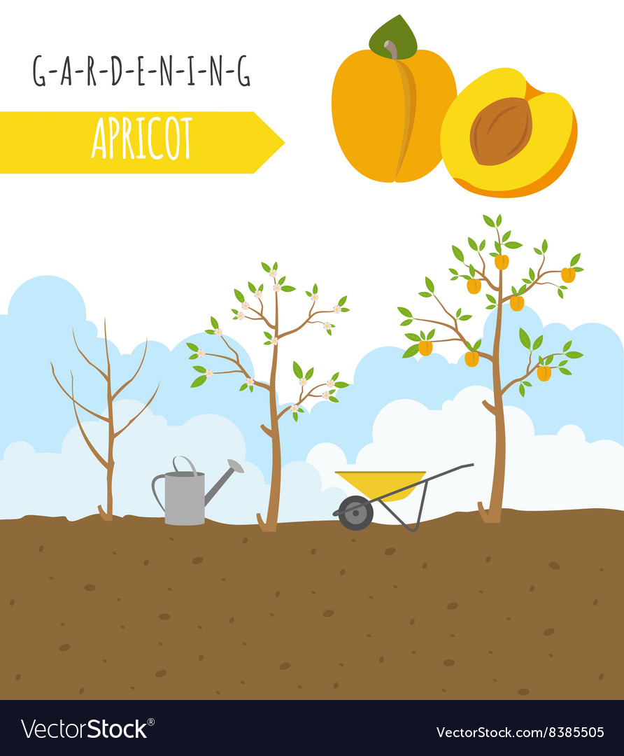 Gardening work farming infographic apricot graphic