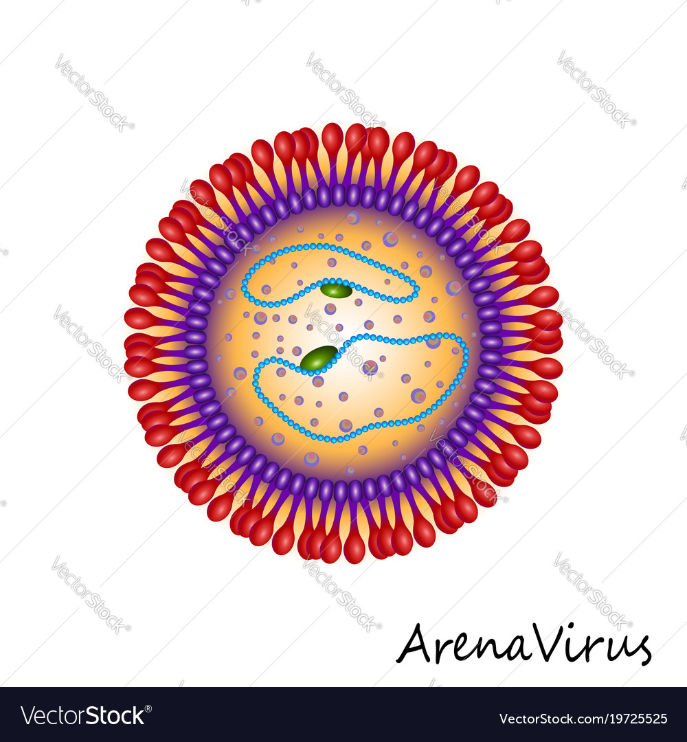 Arena virus particle structure isolated