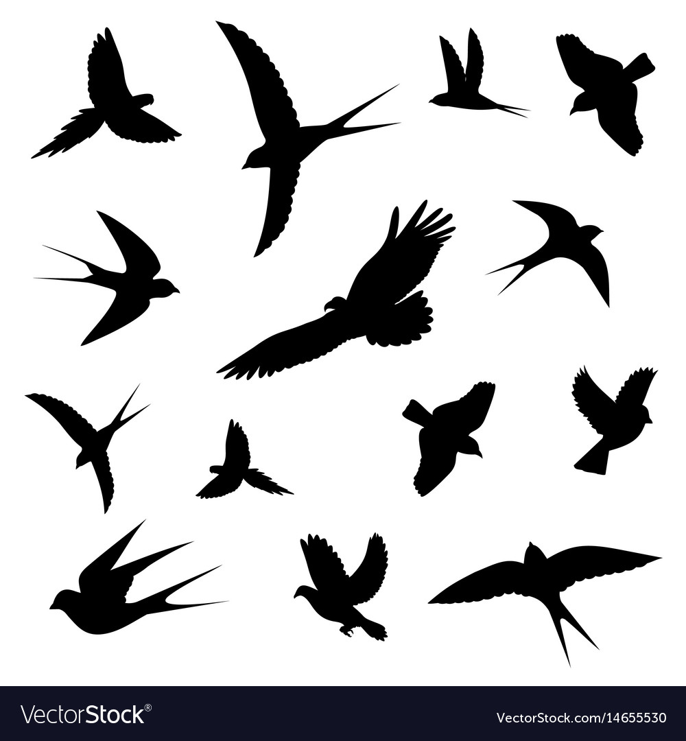 Birds Soaring High
