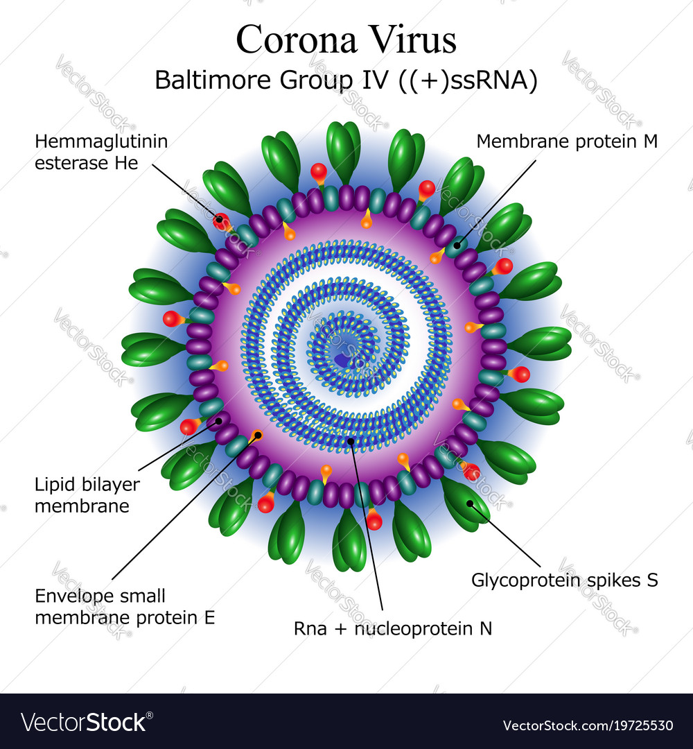 Diagram of corona virus particle structure Vector Image