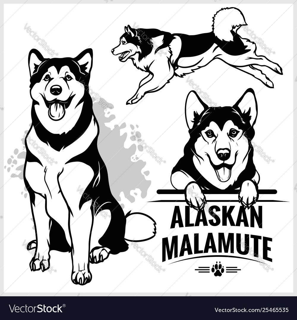 Alaskan malamute dog - set isolated Royalty Free Vector