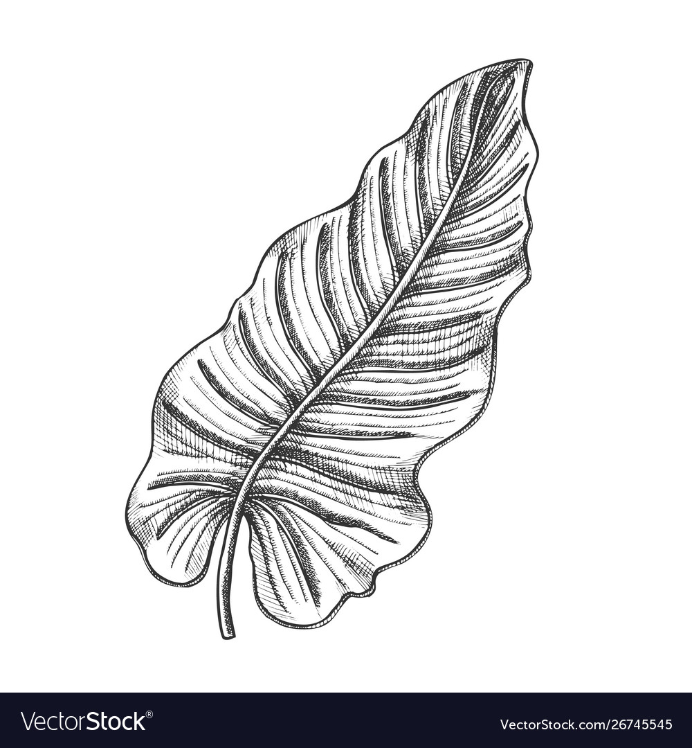 Philodendron melanochrysum leaf hand drawn Vector Image