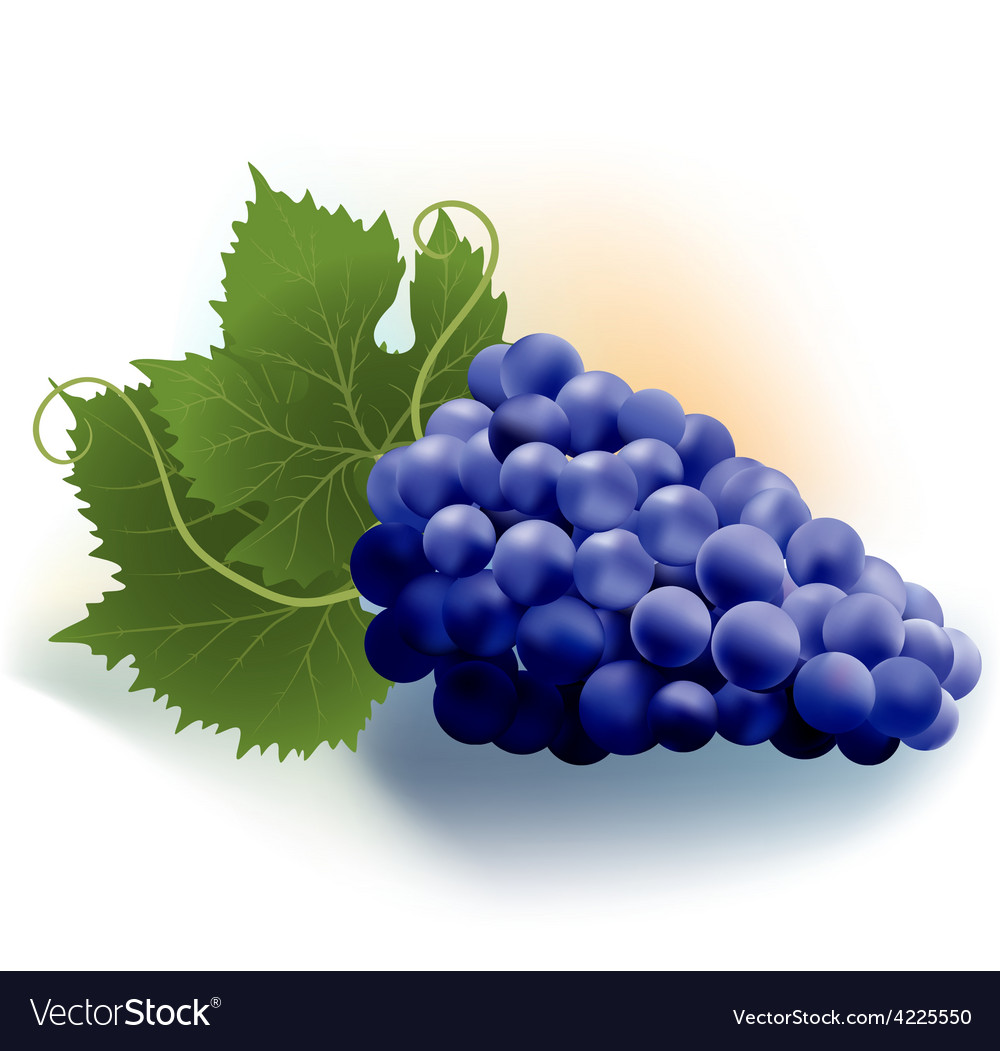 Grapes dark