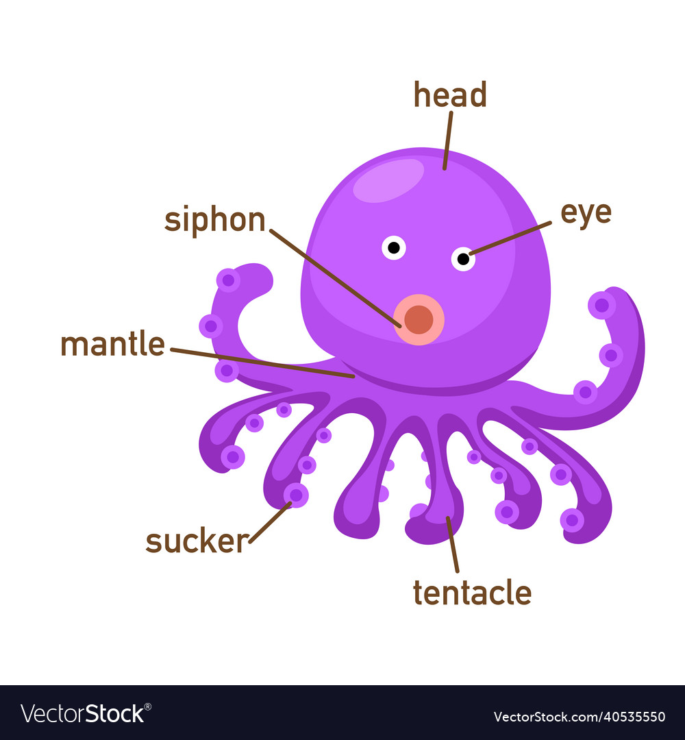 Squid vocabulary part of body Royalty Free Vector Image