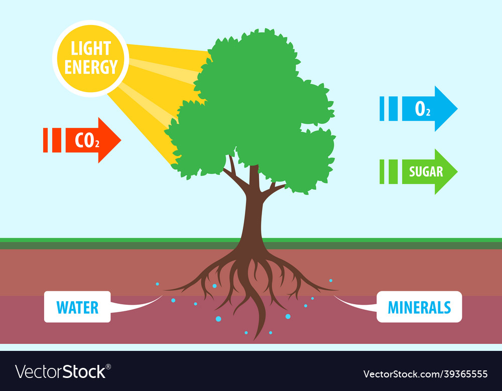Scheme of photosynthesis a tree conversion