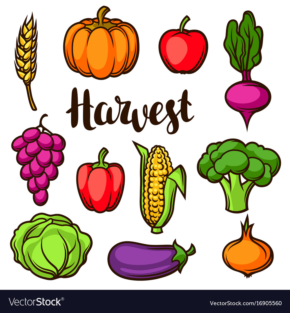 Harvest set fruits and vegetables autumn Vector Image