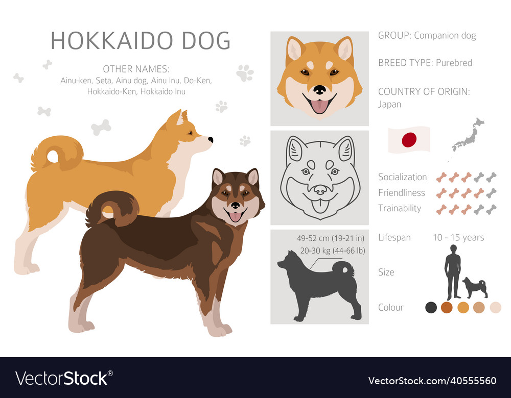 Hokkaido dog ainu dog clipart different poses Vector Image