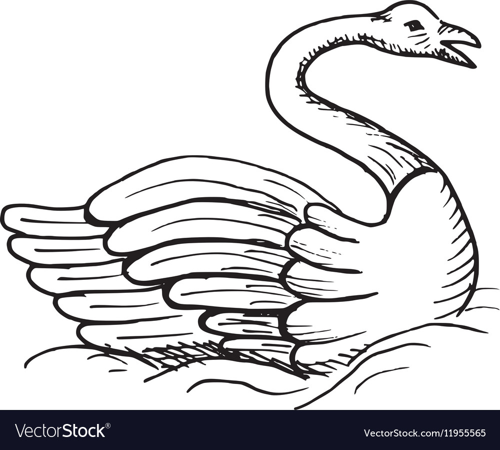 Hand-drawn sketch of swan Royalty Free Vector Image