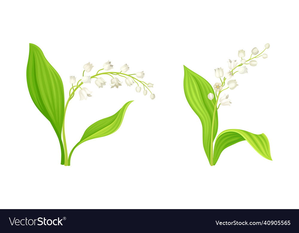 Lily of the valley with pendent bell-shaped white